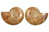 Cut & Polished, Crystal-Filled Ammonite Fossil - Madagascar #296463-1